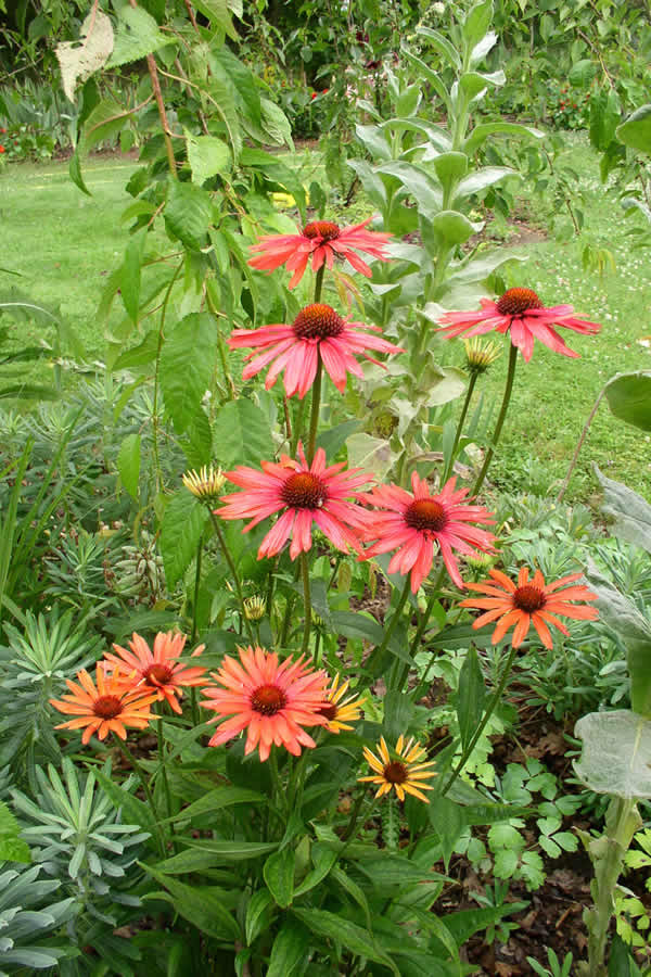 Red petals at the Arboretum du Tuffeau