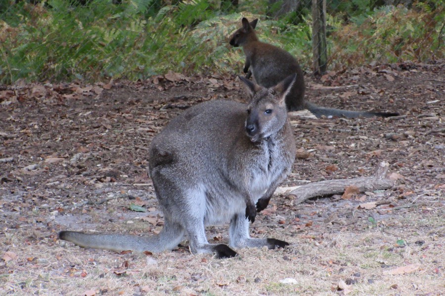 Jumpers at the Zoo de Pescheray